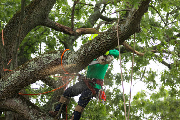 Grandwood Park, IL Tree Services Company