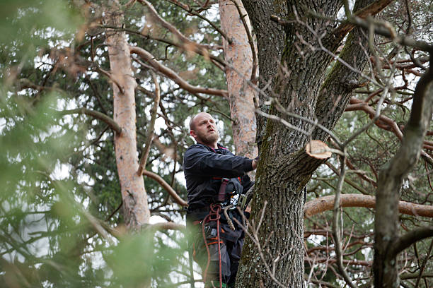 Best Tree Maintenance Programs  in Grandwood Park, IL